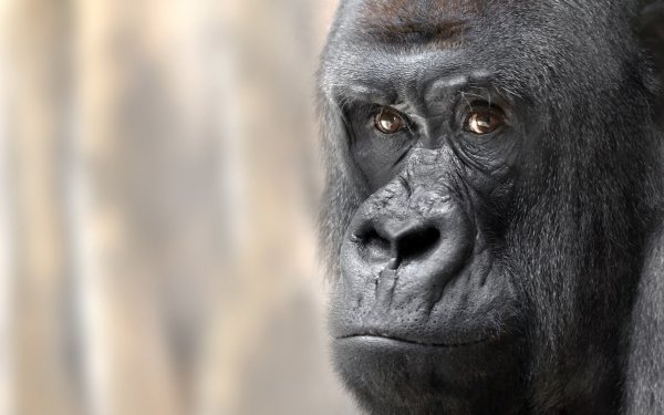 Animal Gorilla Monkeys Monkey Primate Close-Up Face HD Wallpaper | Background Image