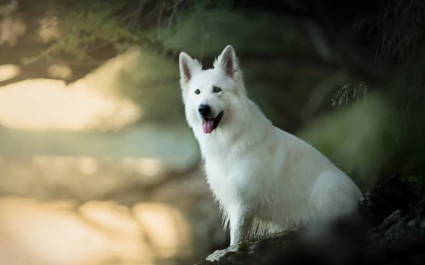 White Shepherd dog in soft forest light, shallow depth of field creating creamy bokeh — HD PC desktop wallpaper of an alert white shepherd