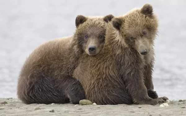 Two grizzly bear cubs sit closely together on a sandy shore in Katmai National Park, Alaska, captured in a detailed HD desktop wallpaper image.
