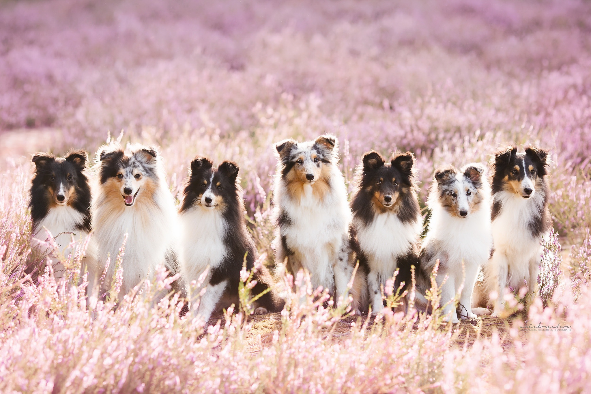 Animal Shetland Sheepdog HD Wallpaper | Background Image