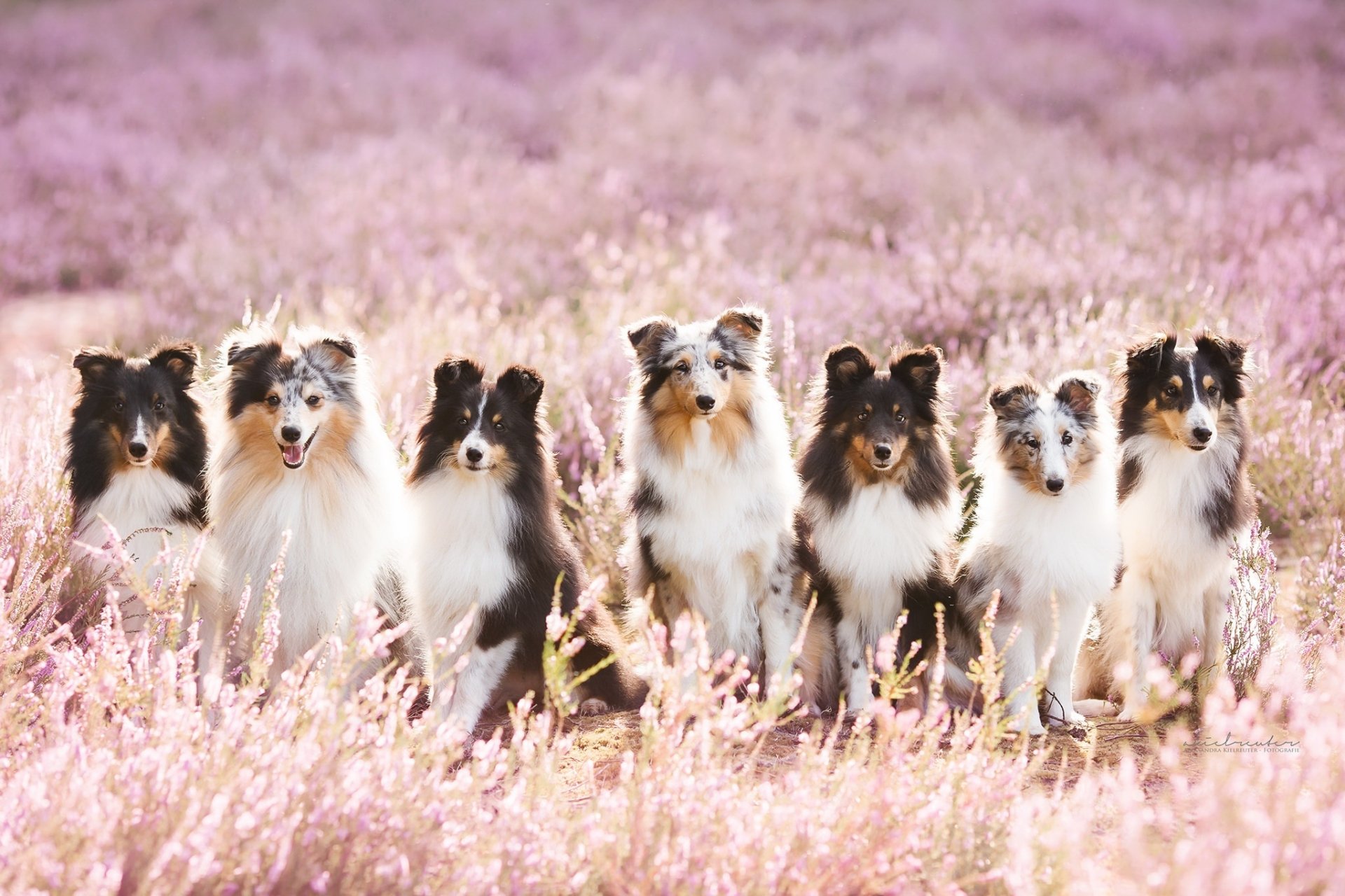 Download Lavender Dog Animal Shetland Sheepdog HD Wallpaper