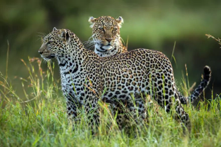 Animal leopard HD Desktop Wallpaper | Background Image