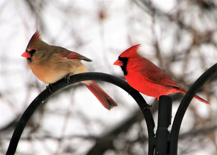  Male and Female Northern Cardinal