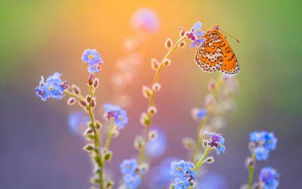 Animal Butterfly Macro Insect Flower Blue Flower HD Wallpaper | Background Image