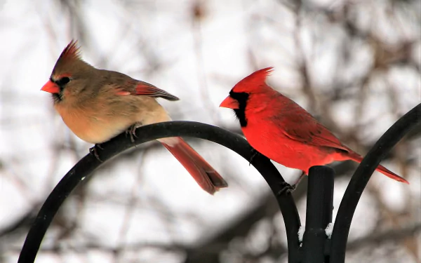  Male and Female Northern Cardinal