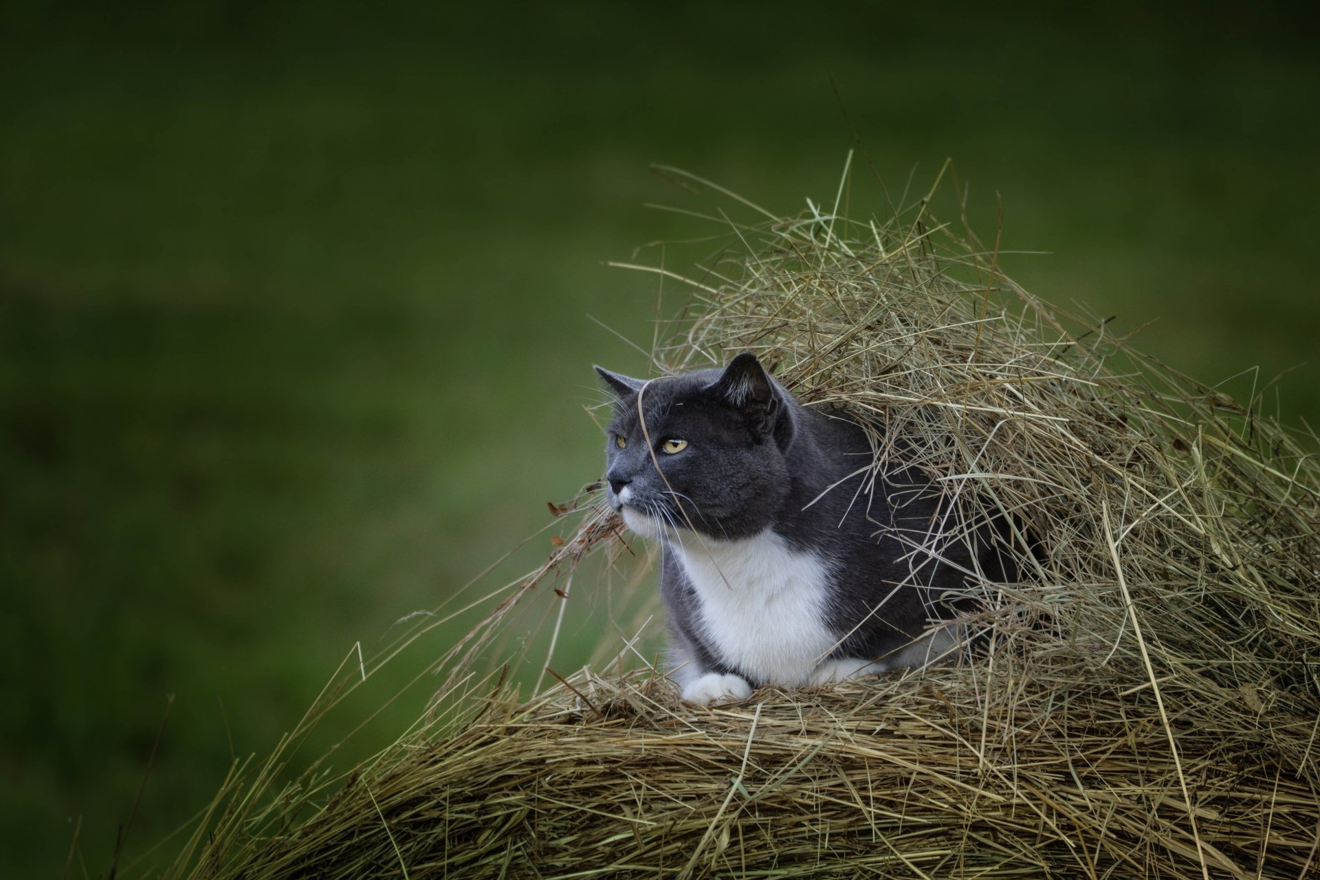 A black and white cat rests amidst a haystack, captured with a shallow depth of field in this 4K Ultra HD PC desktop wallpaper and background.
