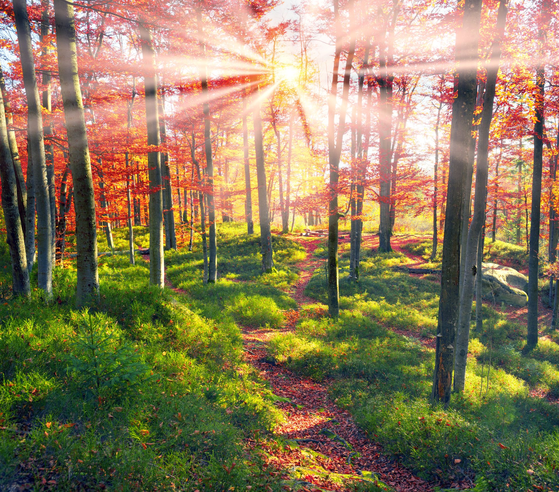 Sunlit Fall Forest Path – 4K Ultra HD Nature Wallpaper | 4000x3520 ...