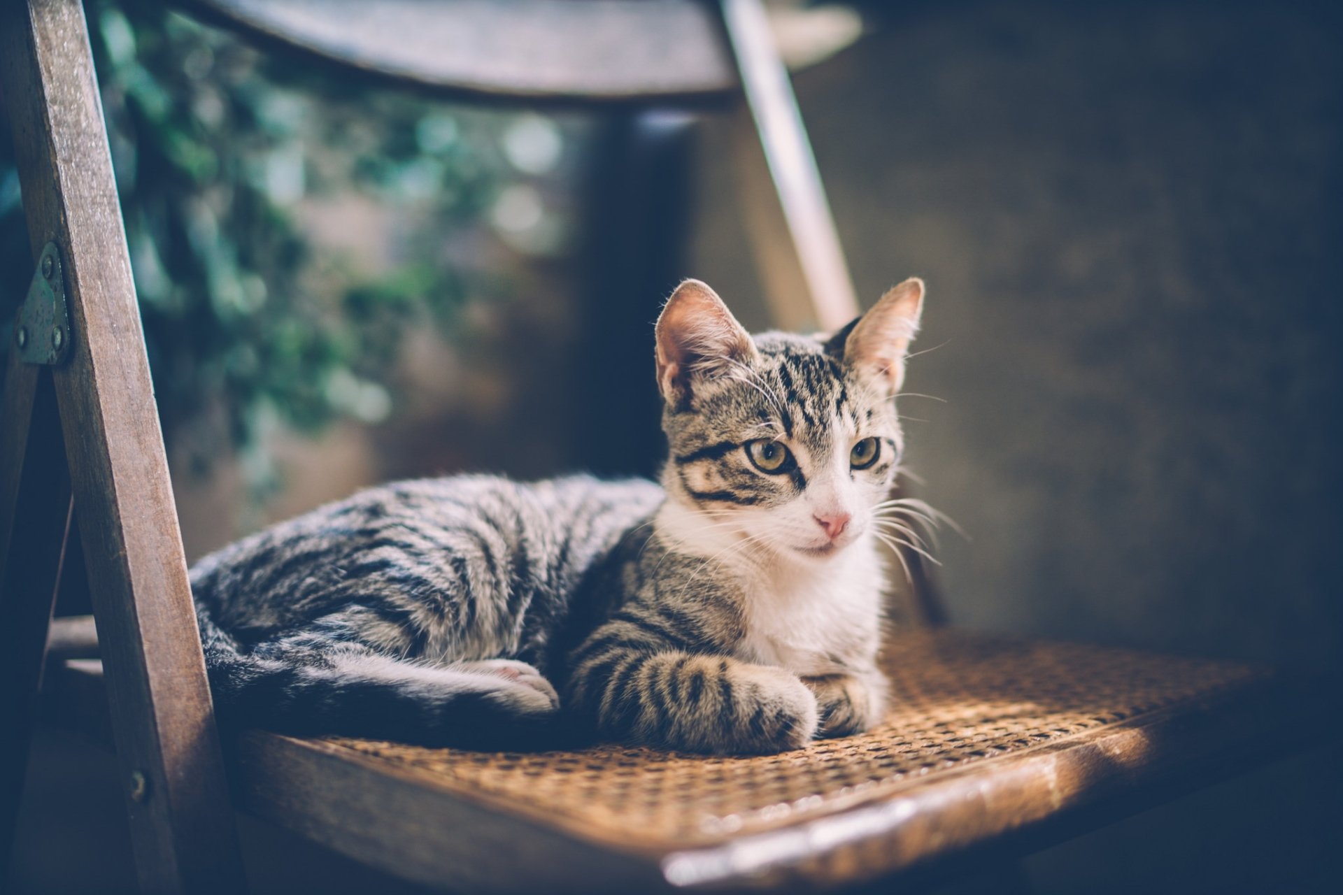 HD PC desktop wallpaper background of a tabby cat (animal) lounging on a woven chair, bathed in soft light with a blurred, leafy backdrop.