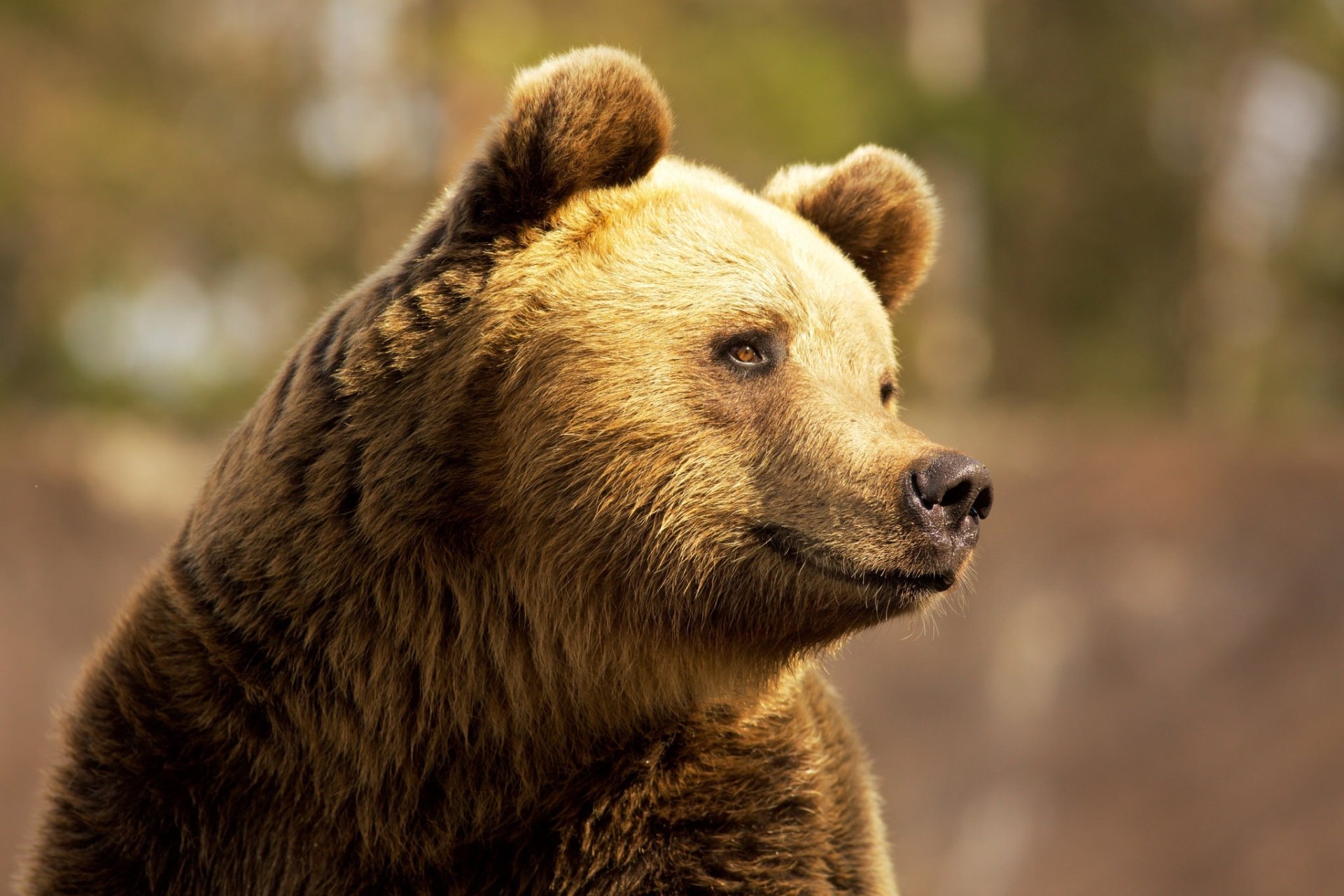 Close-up of a brown bear with shallow depth of field against a blurred forest — HD PC desktop wallpaper and background showing the animal's textured fur and calm profile.