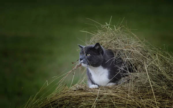 A black and white cat rests amidst a haystack, captured with a shallow depth of field in this 4K Ultra HD PC desktop wallpaper and background.