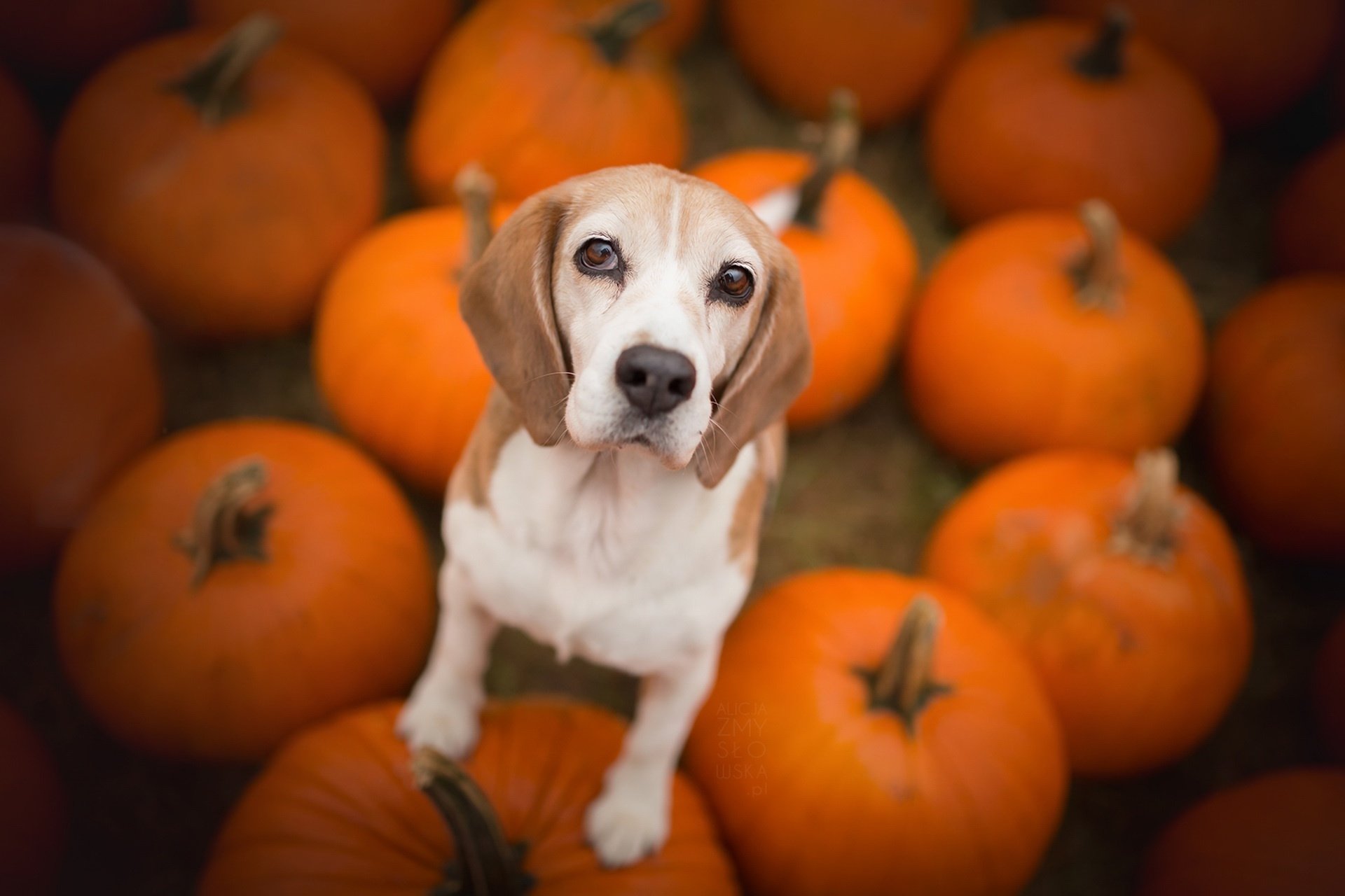 HD desktop wallpaper featuring a beagle dog surrounded by bright orange pumpkins, capturing a warm autumnal scene with vibrant colors and clear details.