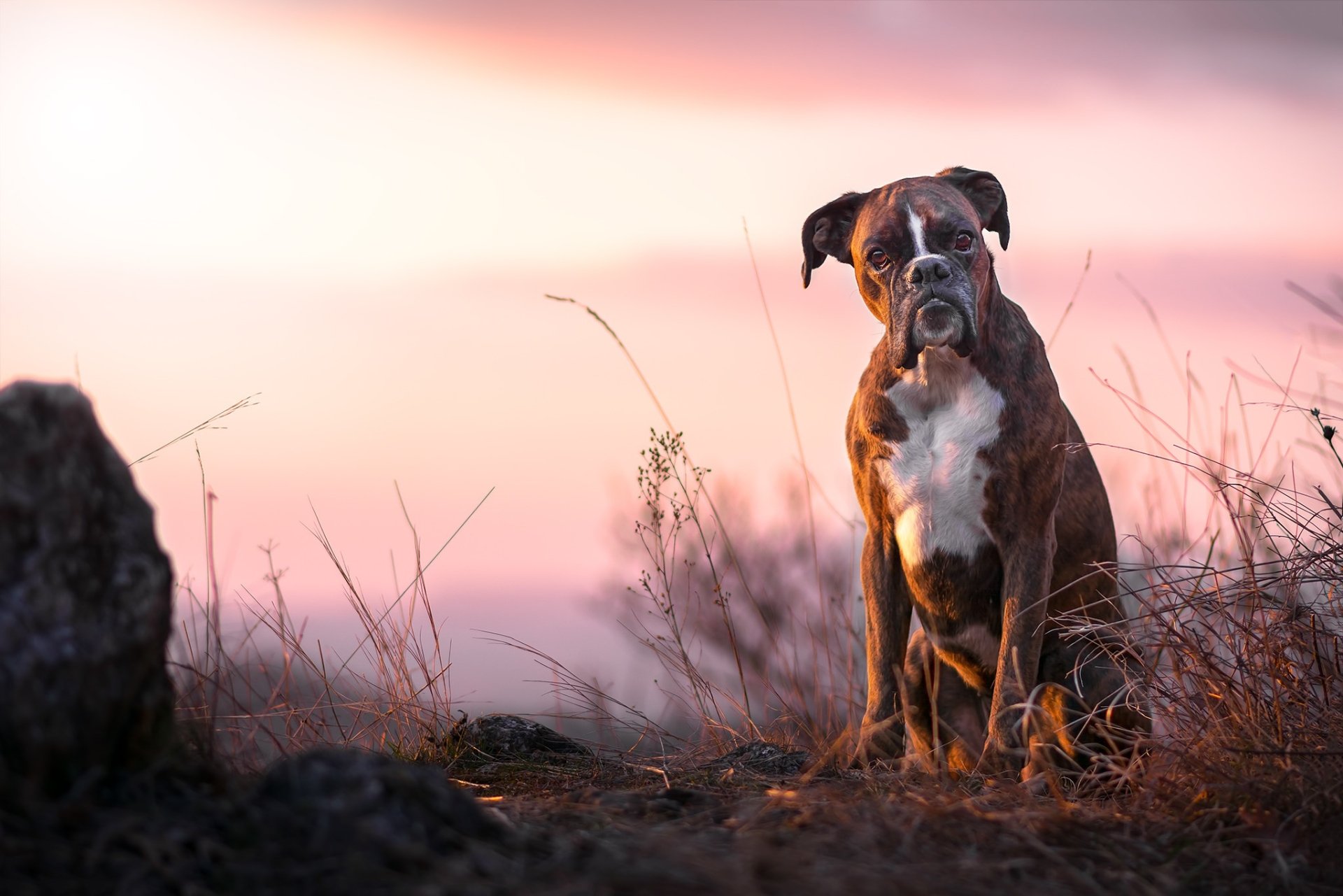 A boxer dog sits alert in a field at sunset, captured with a sharp depth of field in this HD PC desktop wallpaper.