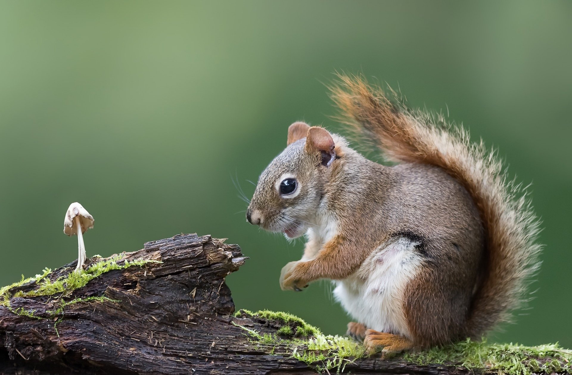 Download Mushroom Close-up Rodent Animal Squirrel HD Wallpaper