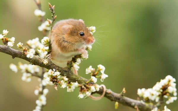 Animal Mouse Rodent Wildlife Spring Blossom HD Wallpaper | Background Image
