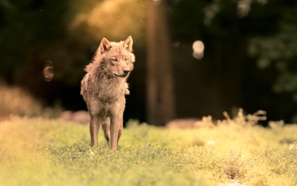 Animal Wolf Wolves Depth Of Field Sunbeam HD Wallpaper | Background Image