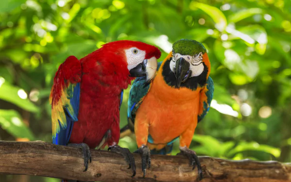  Macaws
