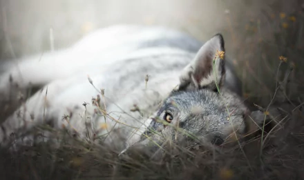 5K Ultra HD PC desktop wallpaper: close-up of a resting wolfdog (wolf, animal) peering through dry grass, soft natural light highlighting fur and golden eyes.