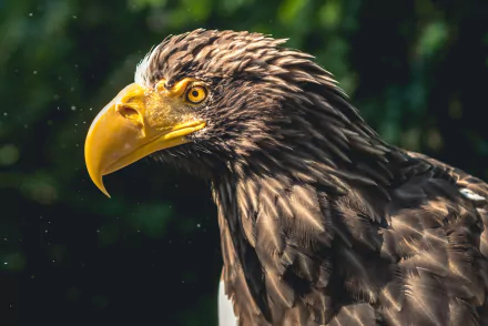 Close-up of a Steller's Sea Eagle, bird of prey with piercing yellow eye and large hooked beak — 4K Ultra HD PC desktop wallpaper/background.