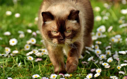 white flower Animal cat HD Desktop Wallpaper | Background Image