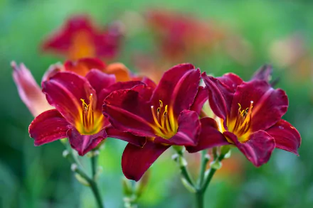 Macro shot of vibrant purple daylilies with detailed petals and stamens against a soft, colorful natural background, rendered in HD for a vivid PC desktop wallpaper.