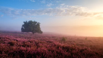HD PC desktop wallpaper and background: foggy nature landscape with a lone tree above a field of purple flowers at sunrise.