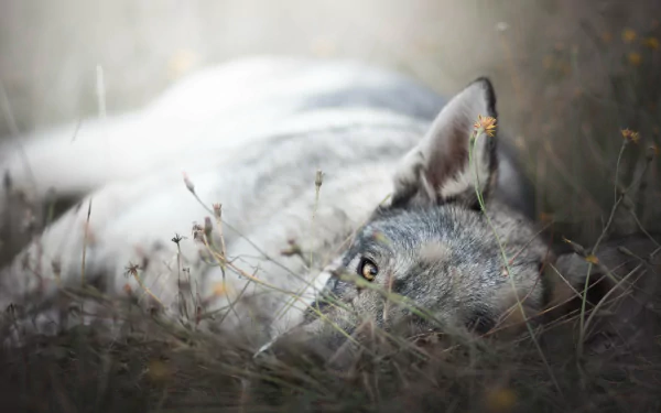 5K Ultra HD PC desktop wallpaper: close-up of a resting wolfdog (wolf, animal) peering through dry grass, soft natural light highlighting fur and golden eyes.