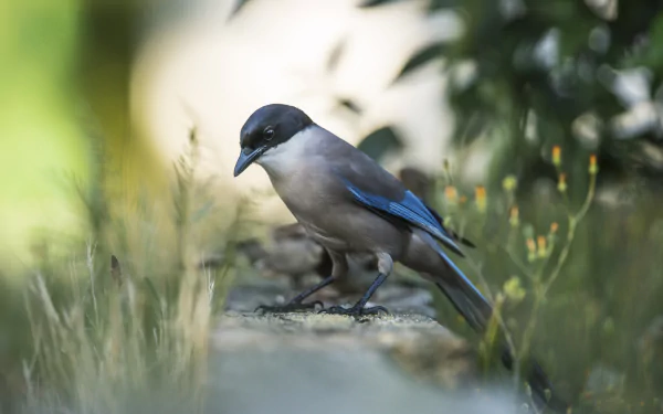 HD PC desktop wallpaper background of a bird — a magpie (Animal) — close-up perched among grass with soft leafy bokeh.