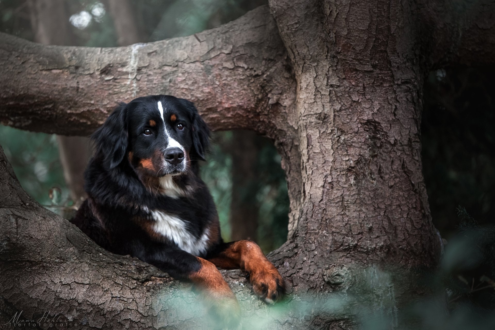 Bernese mountain dog (animal) resting among tree roots in a forest — 2K Quad HD PC desktop wallpaper/background.