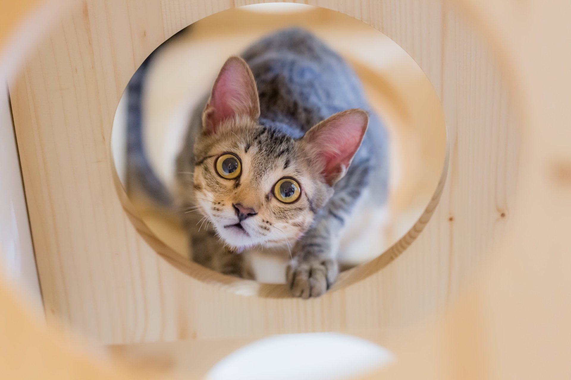 HD desktop wallpaper of a curious baby kitten with wide eyes staring through a circular wooden frame, showcasing a charming animal moment.