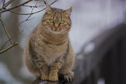  Cat on Foggy Day