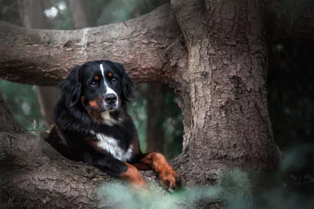 Bernese mountain dog (animal) resting among tree roots in a forest — 2K Quad HD PC desktop wallpaper/background.