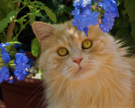 Cat and Flowers