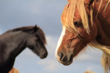 depth of field Animal horse HD Desktop Wallpaper | Background Image