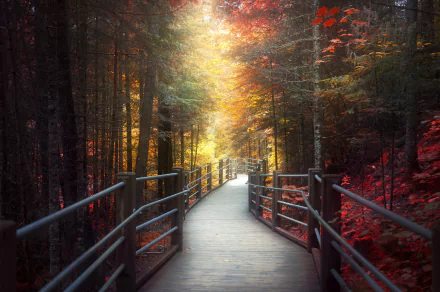 A serene man-made walkway through a vibrant fall forest with colorful trees, bathed in soft sunlight, captured as an HD PC desktop wallpaper and background.