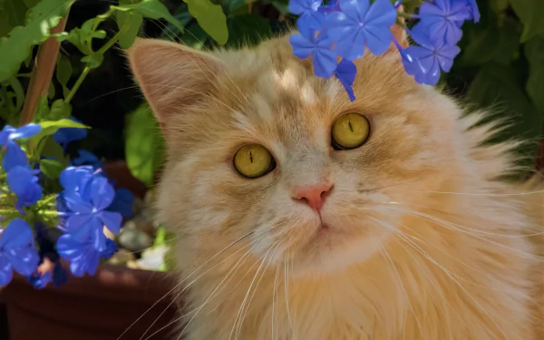 blue flower Animal cat HD Desktop Wallpaper | Background Image