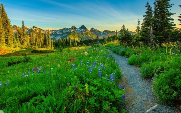 Earth Path Nature Meadow Landscape Flower HD Wallpaper | Background Image