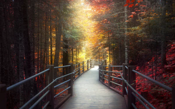 walkway tree fall forest nature man made path HD Desktop Wallpaper | Background Image