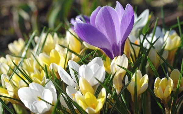 Earth Crocus Flowers Nature Spring Flower White Flower Yellow Flower Purple Flower HD Wallpaper | Background Image