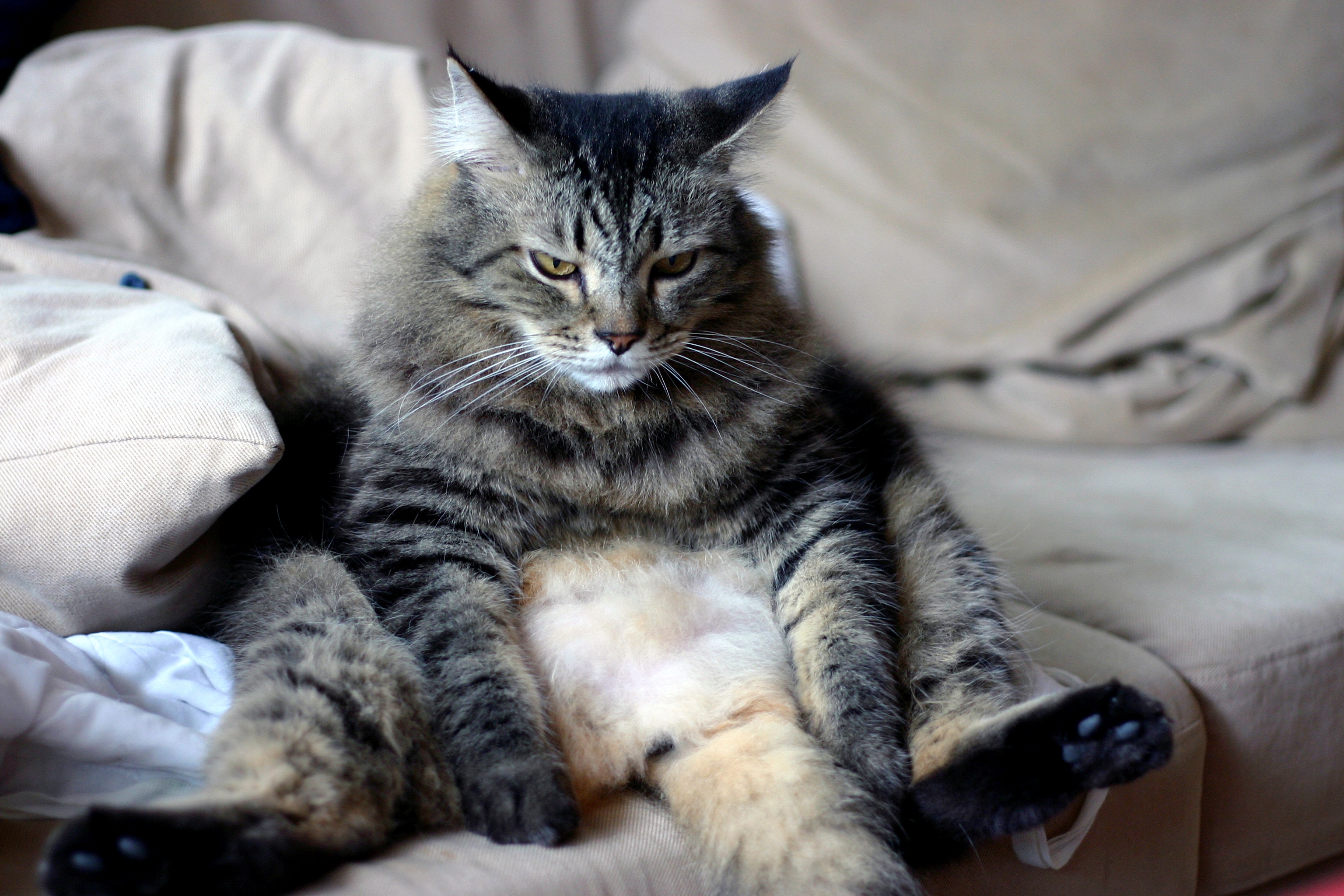 Кот тремот. Кот. Кот на диване. Коты на диване. Сидячие коты.