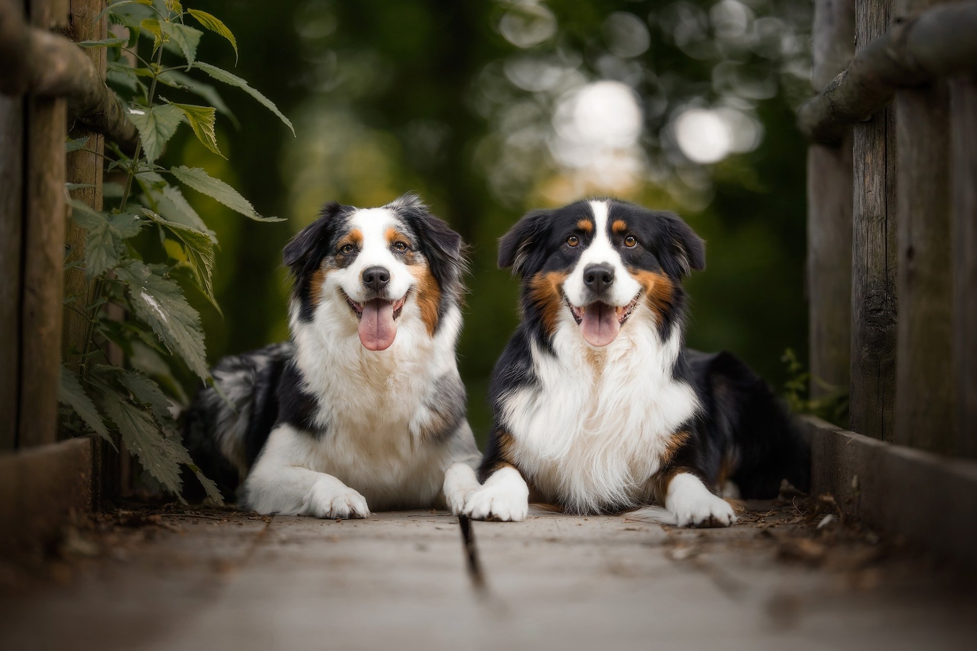 Two Australian Shepherd dogs lie side by side on a wooden path, captured with a shallow depth of field and bokeh effect in this HD desktop wallpaper.