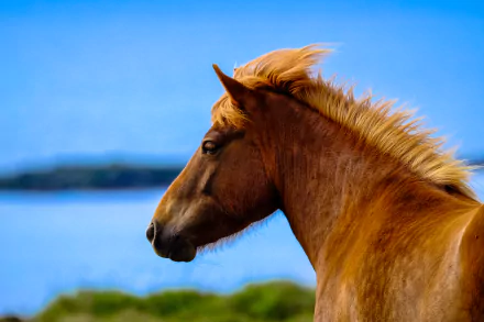 depth of field Animal horse HD Desktop Wallpaper | Background Image