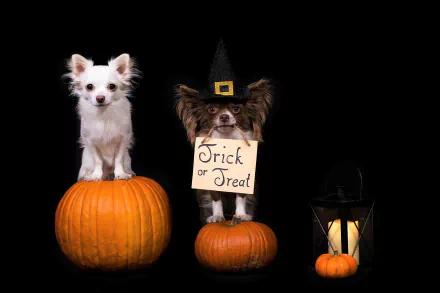 trick or treat pumpkin dog holiday halloween HD Desktop Wallpaper | Background Image