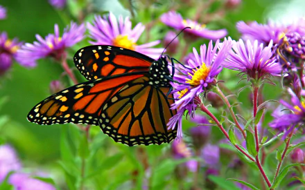  Monarch Butterfly