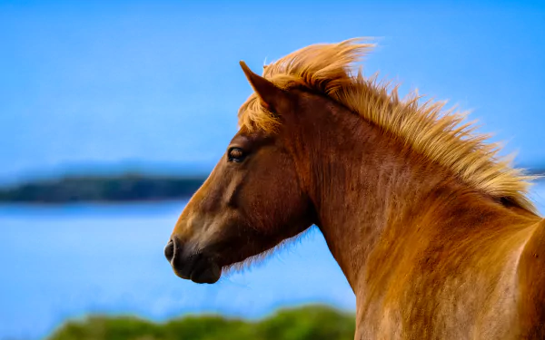 depth of field Animal horse HD Desktop Wallpaper | Background Image
