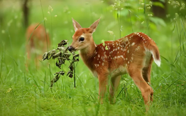 fawn baby animal Animal deer HD Desktop Wallpaper | Background Image