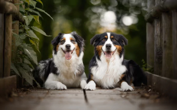friend depth of field bokeh dog Animal australian shepherd HD Desktop Wallpaper | Background Image