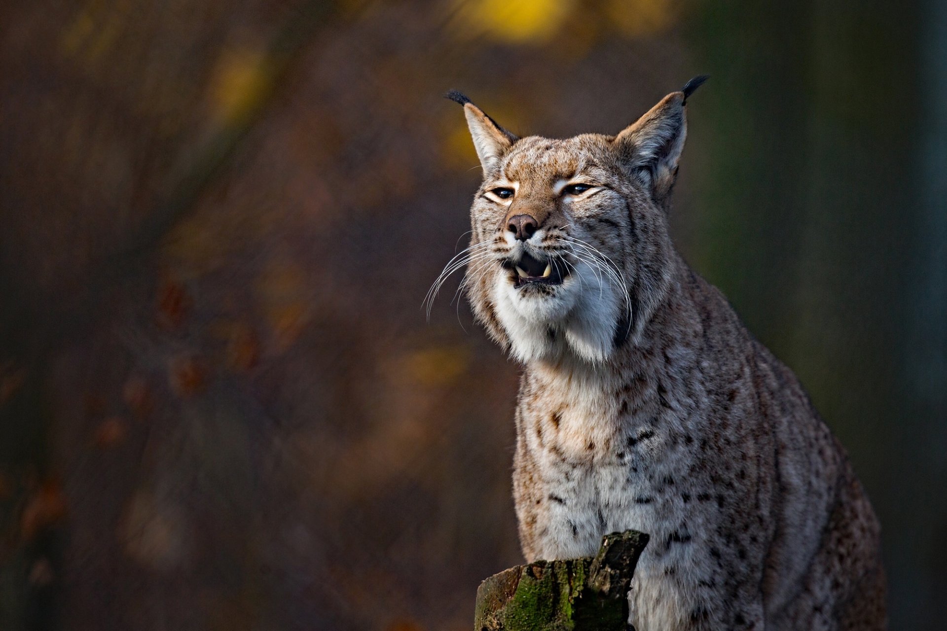 Download Animal Lynx HD Wallpaper