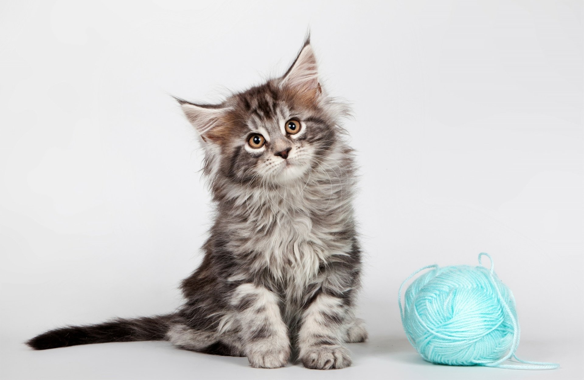 Download Cute Kitten Maine Coon Animal Cat Cute Cat HD Wallpaper