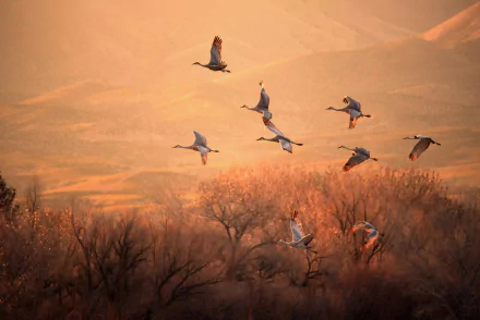 HD desktop wallpaper featuring a flock of Sandhill Cranes flying over a softly lit autumn landscape with warm orange and brown tones.