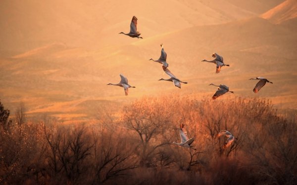 Animal Sandhill Crane Birds Cranes Bird HD Wallpaper | Background Image